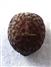  Seed